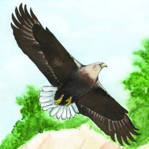 Раскраска орел для детей #10 #123651
