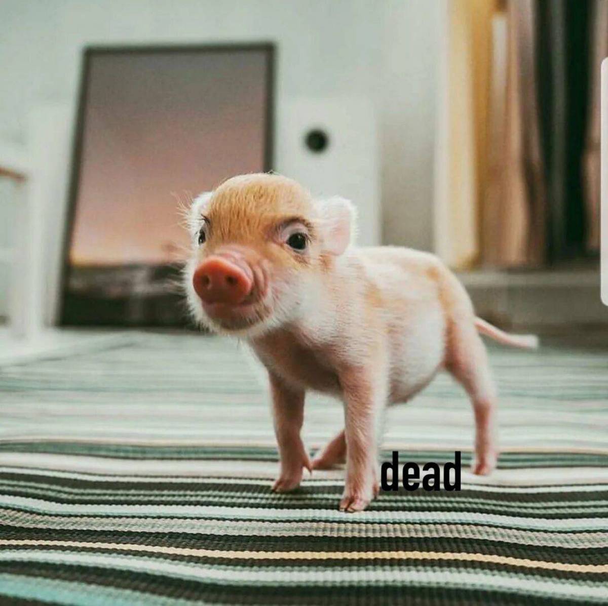 Свинья большой маленький. Геттингенский минипиг. Поросенок минипиг. Свинки мини Пиги. Мини Пиг карликовая Свинка.