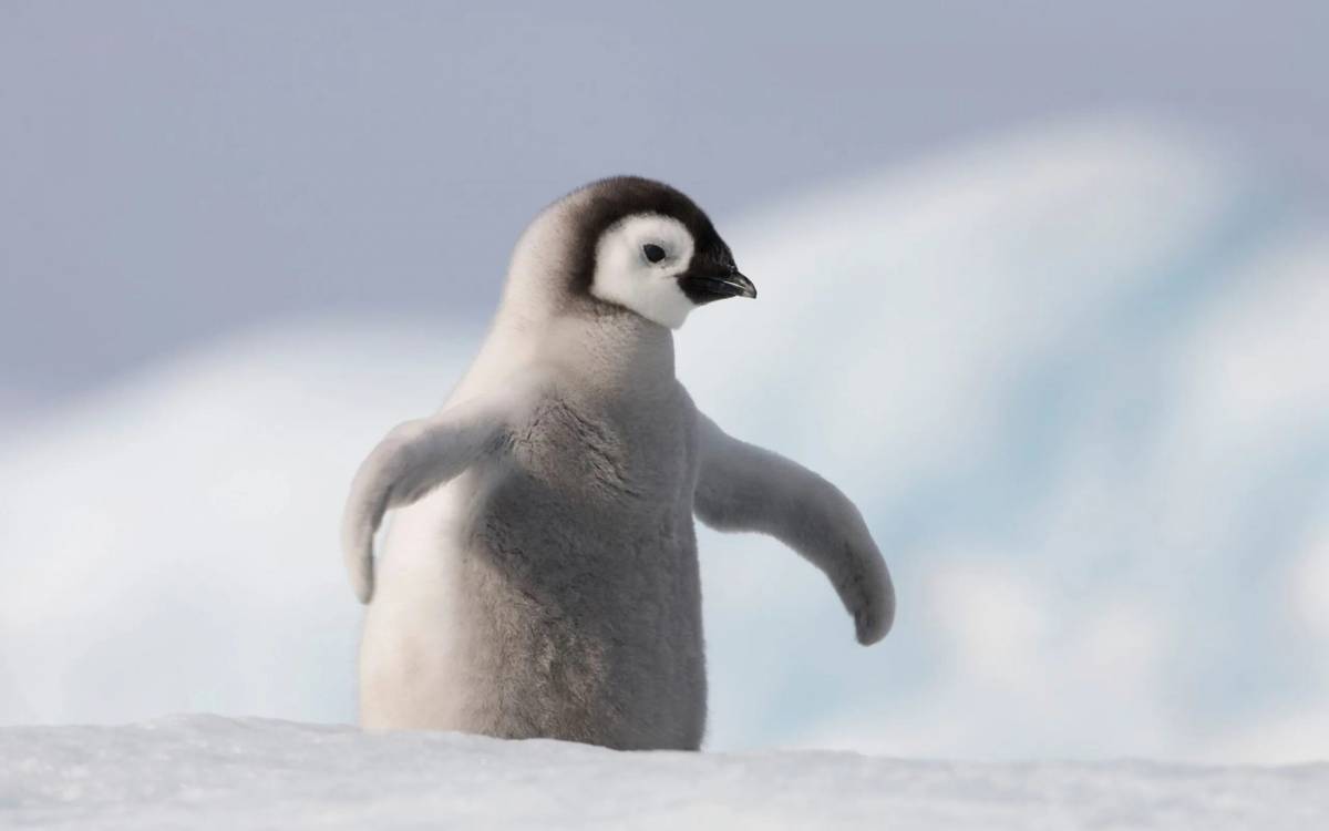 Пингвиненок #5