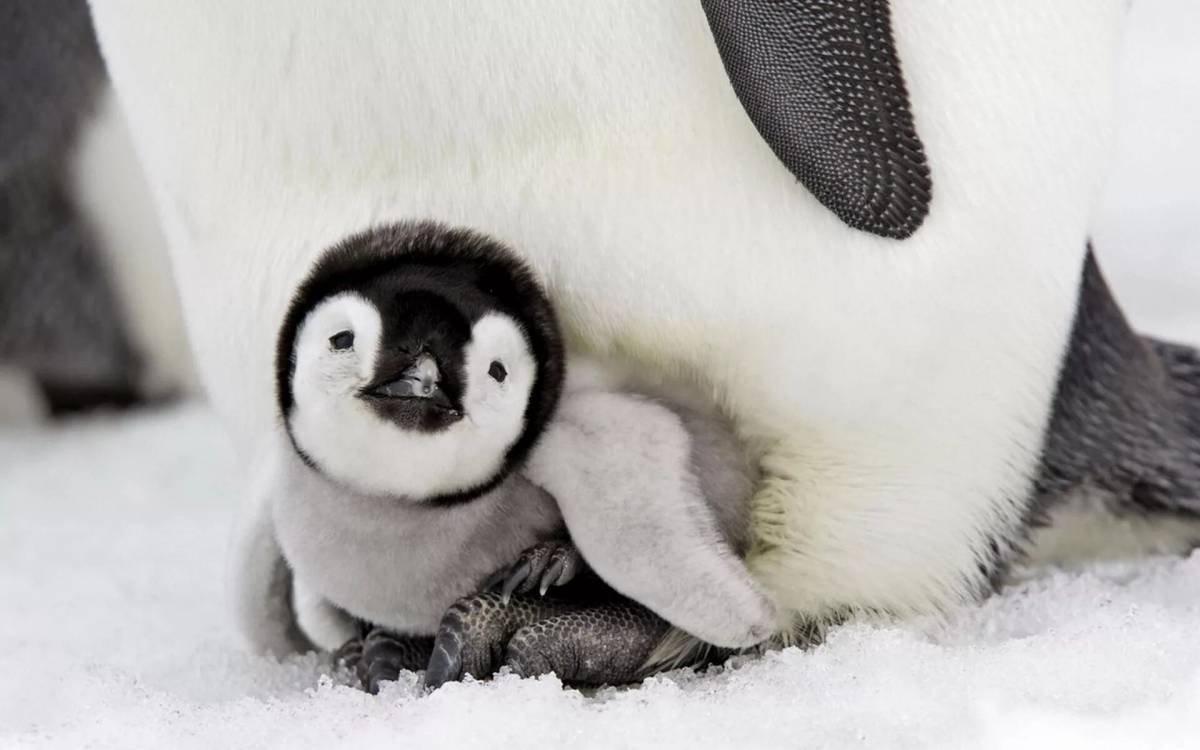 Пингвиненок #6