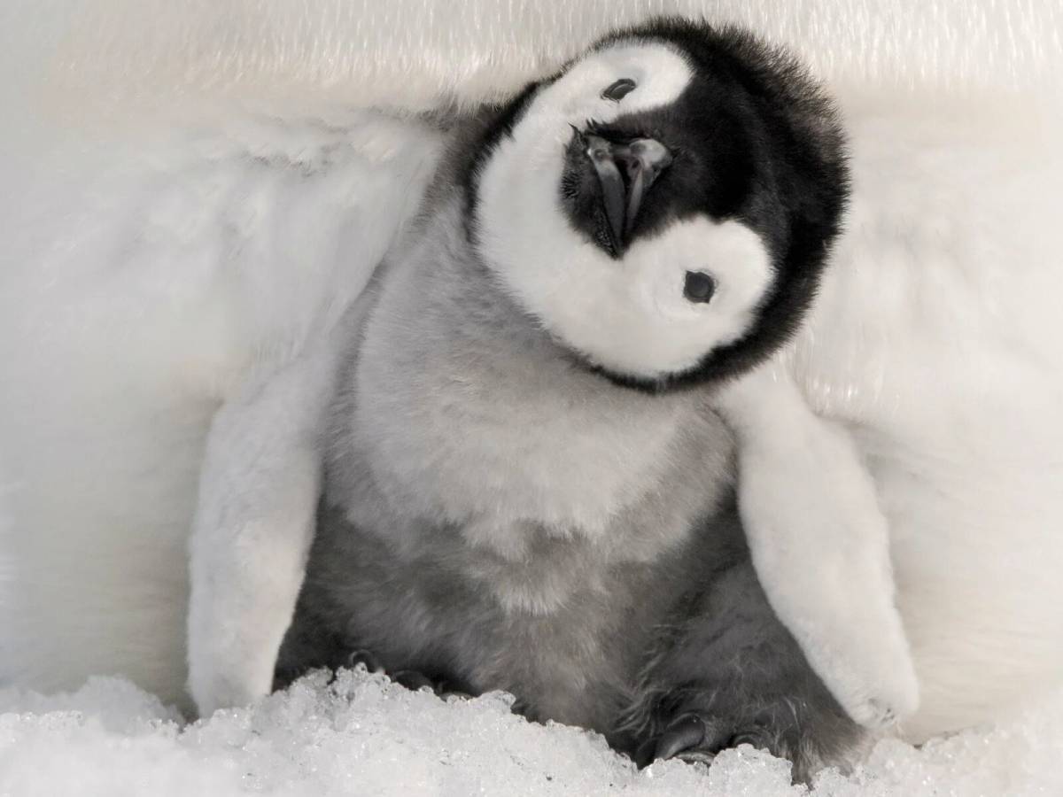 Пингвиненок #8