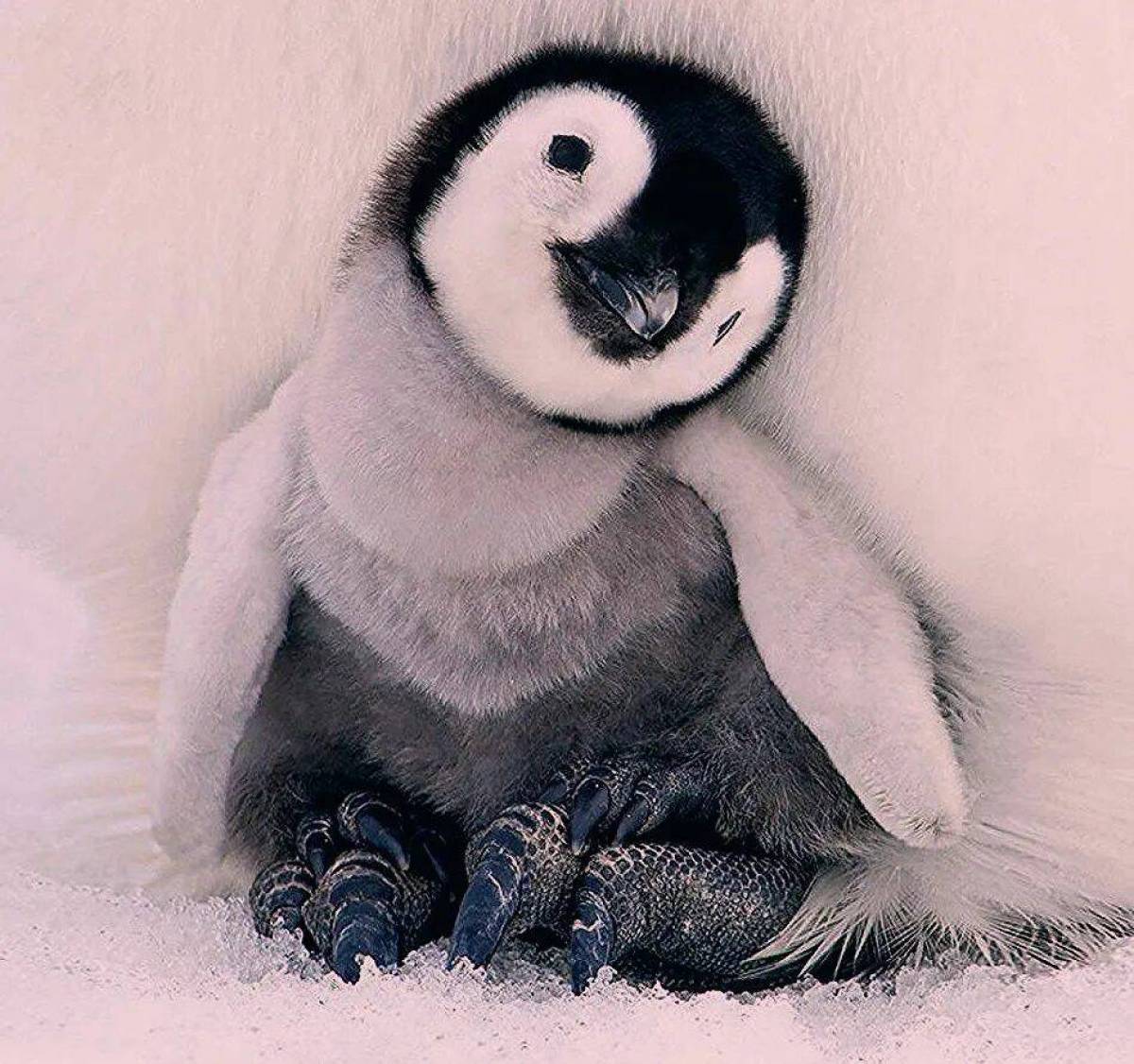 Пингвиненок #9