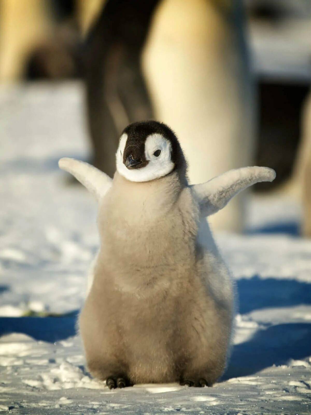 Пингвиненок #15