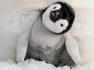 Раскраска пингвиненок #8 #127432
