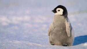 Раскраска пингвиненок #10 #127434
