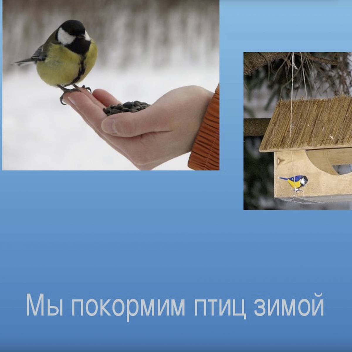 Покормите птиц зимой #11