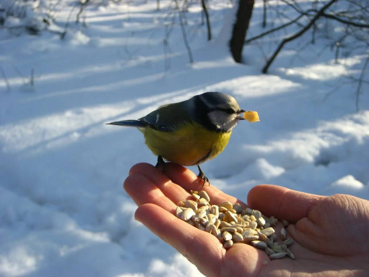 Покормите птиц зимой #26