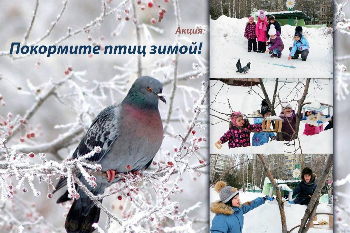 Покормите птиц зимой #31