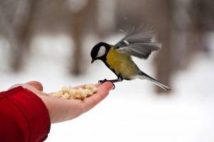 Раскраска покормите птиц зимой #12 #132470