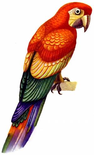 Раскраска попугай для детей #19 #133809