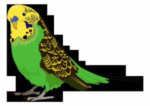 Раскраска попугай для детей #24 #133814
