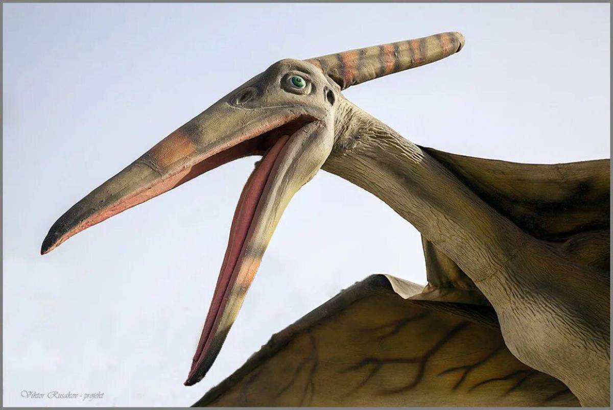 Птиродактель. Птеродактиль динозавр. Птеродактиль Громоклюв. Pterodactylus птица. Птерозавр Птеранодон.
