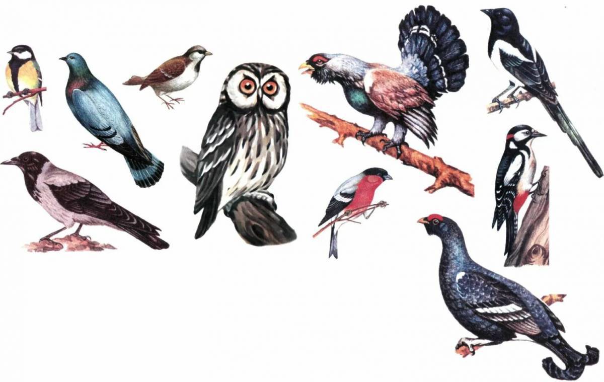 Птицы для детей #17
