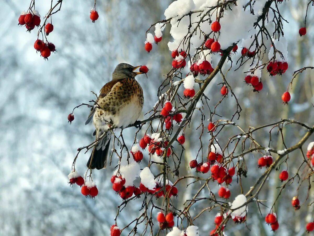 Птицы зимой #6