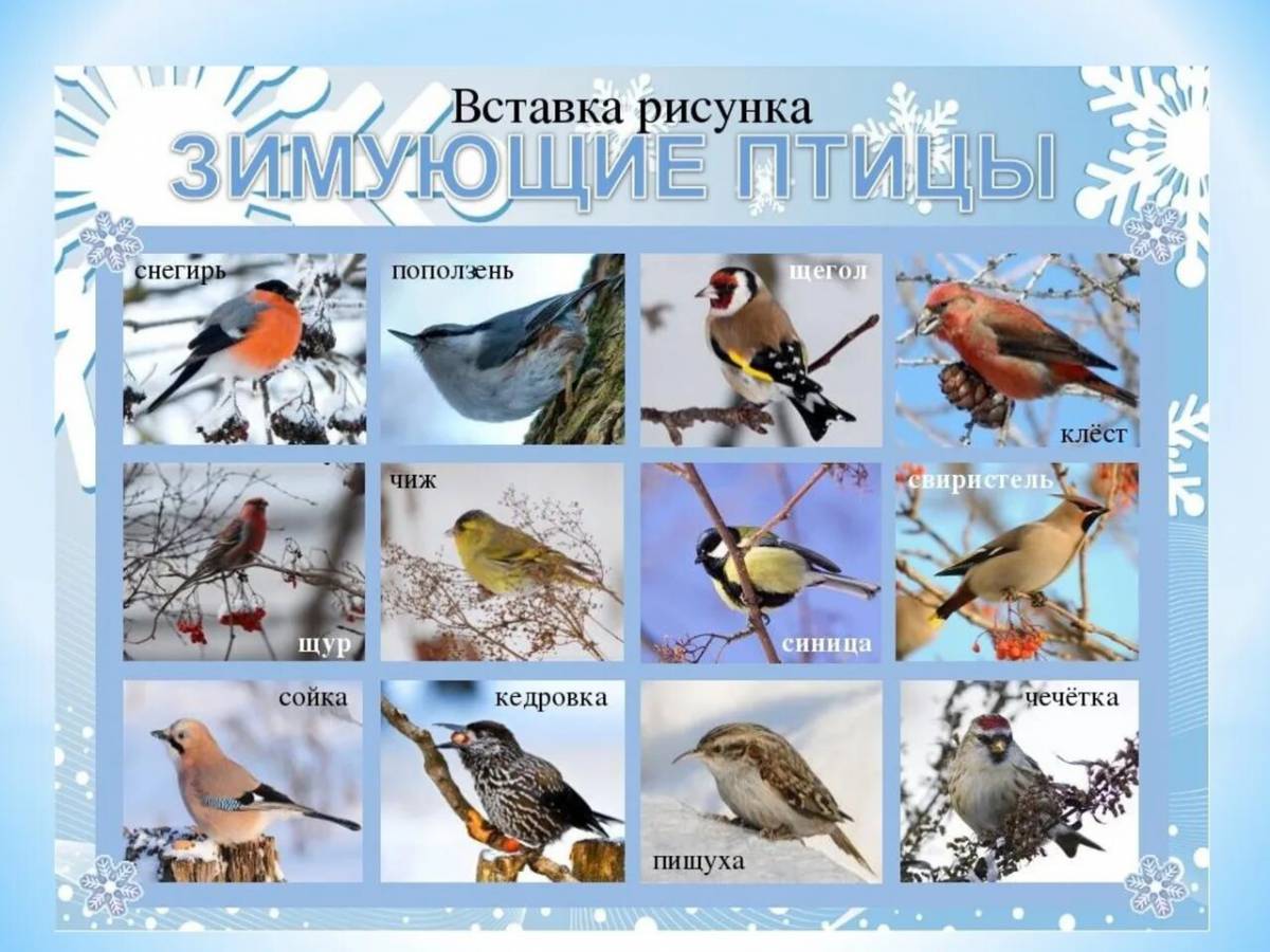 Птицы зимующие картинки #23