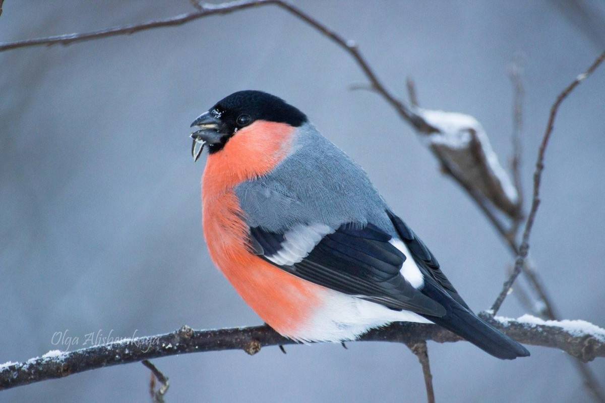 Птицы зимующие картинки #30