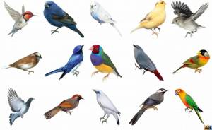 Раскраска птицы для детей #11 #136996