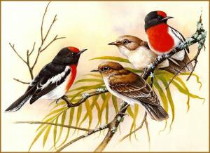 Раскраска птицы для детей #15 #137000