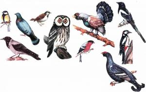 Раскраска птицы для детей #17 #137002