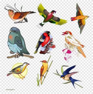 Раскраска птицы для детей #18 #137003