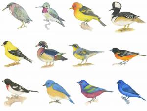 Раскраска птицы для детей #33 #137018