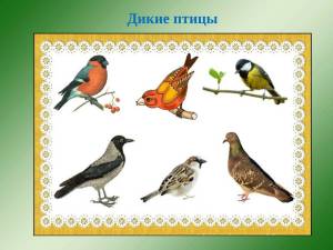 Раскраска птицы для детей 4 5 лет #5 #137063
