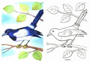 Раскраска птицы для детей 6 7 лет #14 #137111