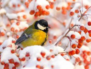 Раскраска птицы зимой #1 #137126