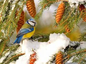 Раскраска птицы зимой #3 #137128