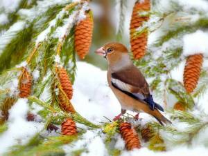Раскраска птицы зимой #7 #137132
