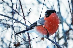 Раскраска птицы зимой #12 #137137