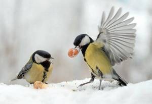 Раскраска птицы зимой #15 #137140