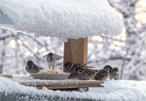 Раскраска птицы зимой #16 #137141