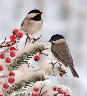 Раскраска птицы зимой #17 #137142