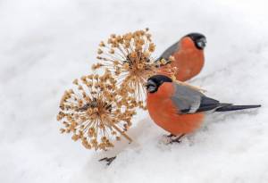 Раскраска птицы зимой #18 #137143