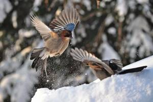 Раскраска птицы зимой #19 #137144