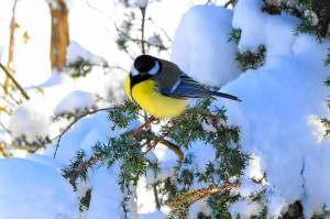 Раскраска птицы зимой #20 #137145
