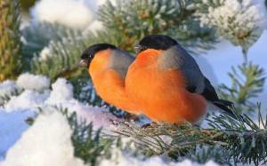 Раскраска птицы зимой #23 #137148