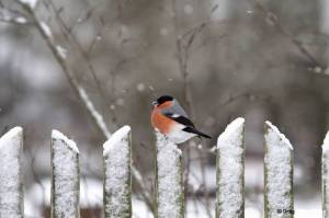 Раскраска птицы зимой #25 #137150