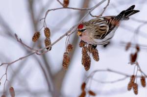 Раскраска птицы зимой #26 #137151