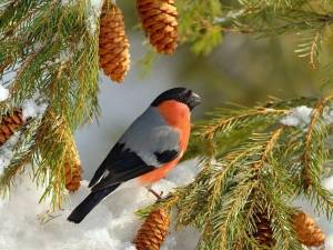 Раскраска птицы зимой #28 #137153