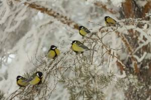 Раскраска птицы зимой #29 #137154