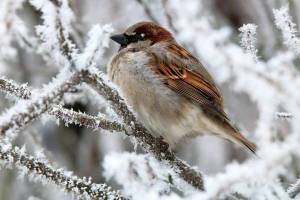 Раскраска птицы зимой #30 #137155