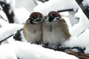 Раскраска птицы зимой #31 #137156