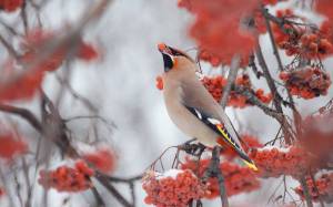 Раскраска птицы зимой #35 #137160