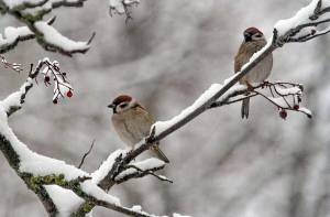 Раскраска птицы зимой #38 #137163