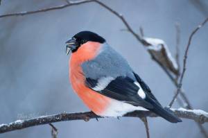 Раскраска птицы зимующие картинки #30 #137194