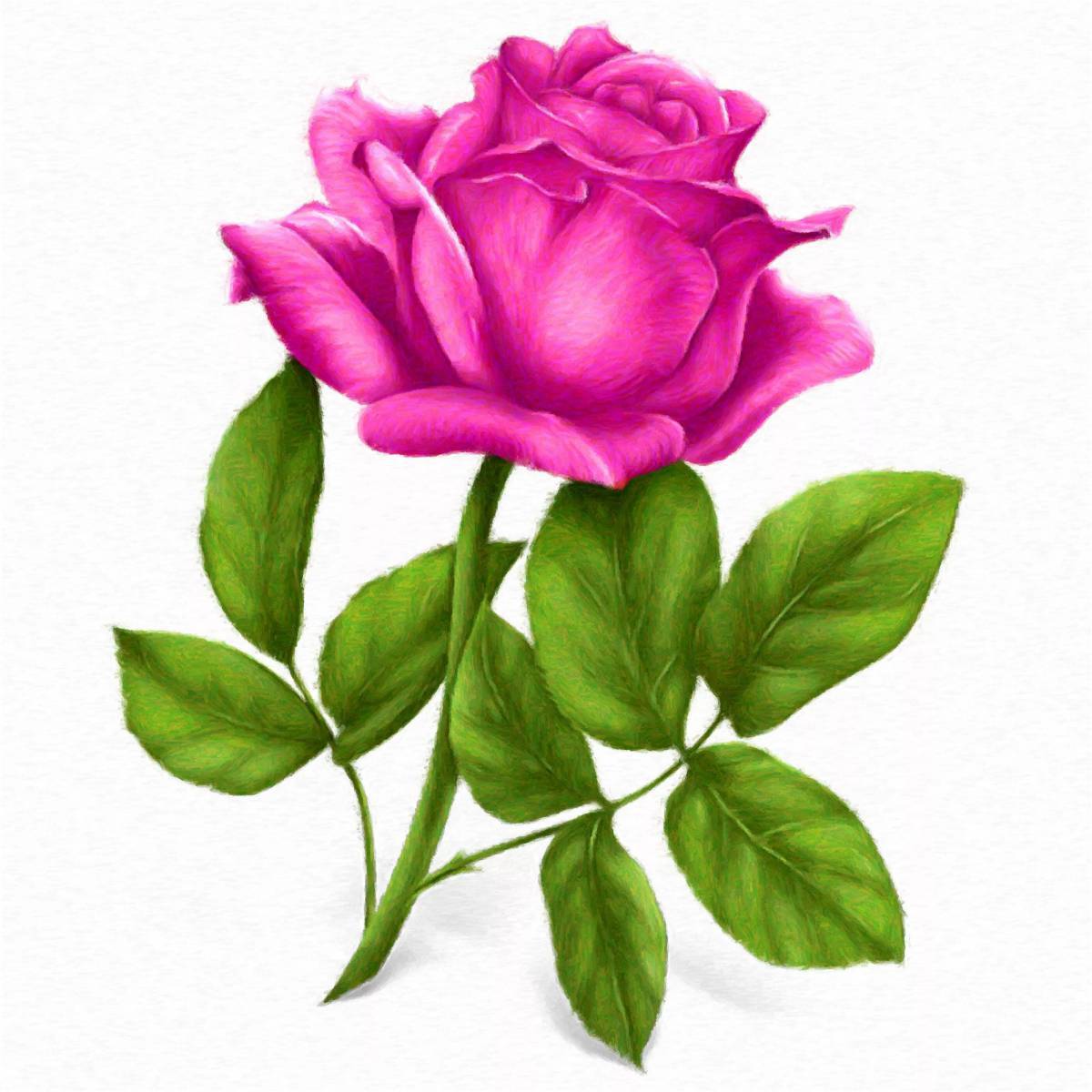 Розовый цветок нарисованный. Цветок мультяшный. Цветы на прозрачном фоне. Розы мультяшные.