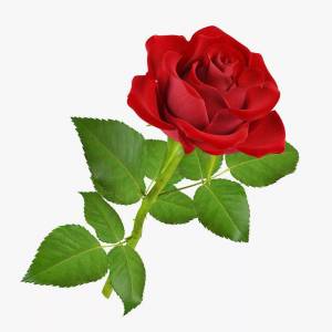 Раскраска роза для детей #6 #142981