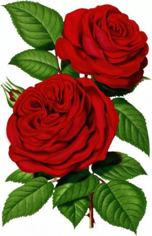 Раскраска роза для детей #24 #142999